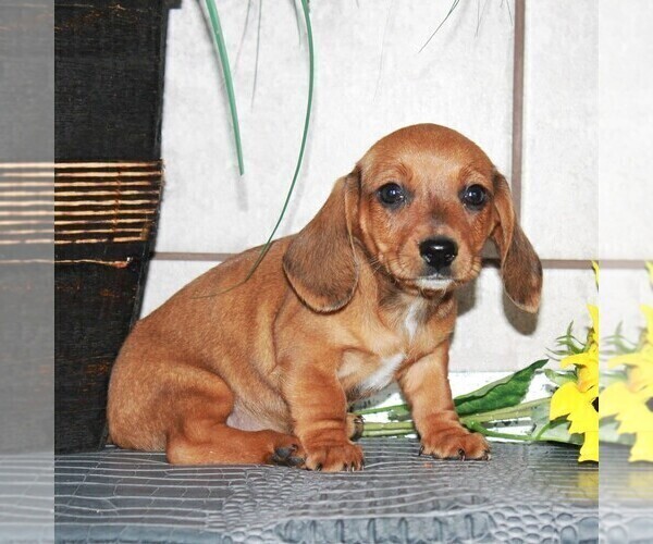 Medium Photo #3 Dachshund Puppy For Sale in ANDOVER, OH, USA