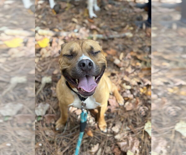 Medium Photo #4 Bullboxer Pit Puppy For Sale in Rockaway, NJ, USA