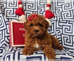 Small Photo #5 Cavapoo Puppy For Sale in LINCOLN UNIVERSITY, PA, USA