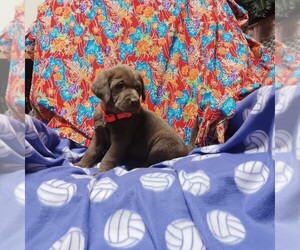 Medium Labrador Retriever