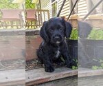 Puppy Bucky Cock-A-Poo