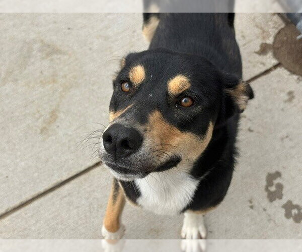 Medium Photo #2 German Shepherd Dog-Unknown Mix Puppy For Sale in Tulsa, OK, USA