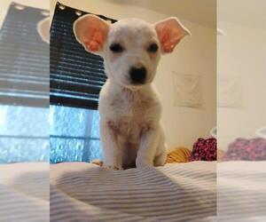 Chihuahua Dogs for adoption in San Antonio, TX, USA