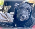 Small Photo #3 Goldendoodle Puppy For Sale in ASHBURN, VA, USA