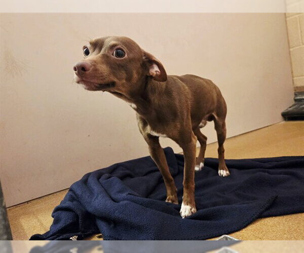 Medium Photo #1 Chihuahua Puppy For Sale in Martinez, CA, USA