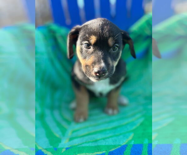 Medium Photo #5 Australian Shepherd-Unknown Mix Puppy For Sale in Pacolet, SC, USA