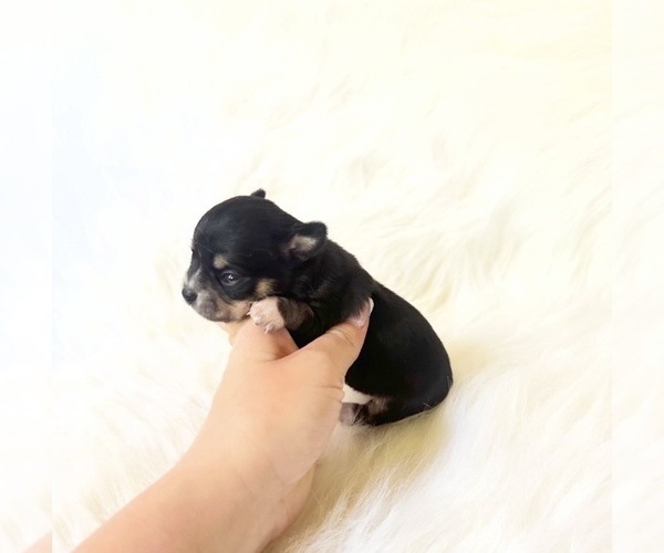 Medium Photo #3 Chihuahua Puppy For Sale in SACRAMENTO, CA, USA