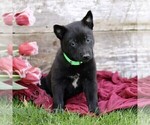 Small #3 Belgian Malinois