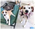 Small #8 Italian Greyhound Mix