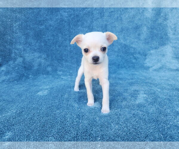 Medium Photo #2 Chihuahua-Unknown Mix Puppy For Sale in San Francisco, CA, USA