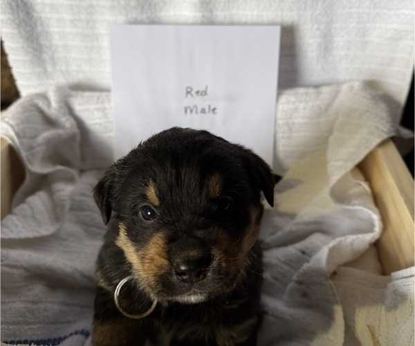 Medium Photo #3 Bernese Mountain Dog-Unknown Mix Puppy For Sale in KIRKSVILLE, MO, USA