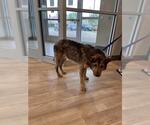 Small German Shepherd Dog