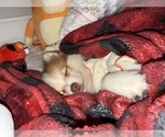 Small Photo #4 Pomeranian Puppy For Sale in HAMILTON, NJ, USA