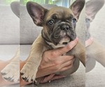 Puppy Puppy 5 Bailey French Bulldog