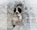 Small Photo #8 Goldendoodle mix (+ Poodle Miniature) Puppy For Sale in HAYDEN, AL, USA