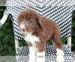 Small Photo #2 Aussiedoodle Miniature  Puppy For Sale in SHILOH, OH, USA