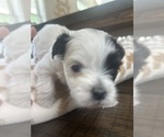 Small Photo #16 Mal-Shi Puppy For Sale in ROGERS, MN, USA