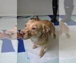 Small Photo #6 Dorgi Puppy For Sale in Arlington, WA, USA
