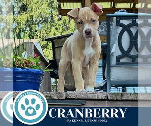 Boxer-Unknown Mix Dogs for adoption in Kimberton, PA, USA
