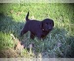Small #4 Labrador Retriever