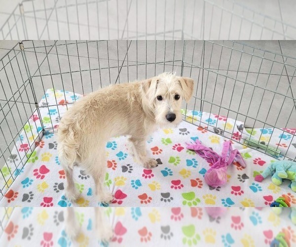Medium Photo #8 Schnoodle (Miniature) Puppy For Sale in ORO VALLEY, AZ, USA