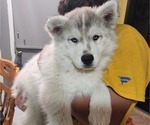 Small Photo #7 Siberian Husky Puppy For Sale in ASHLAND, MO, USA