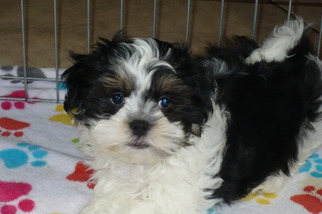 Mal-Shi Puppy for sale in TUCSON, AZ, USA