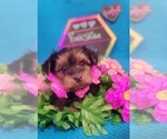 Puppy Amethyst Yorkshire Terrier