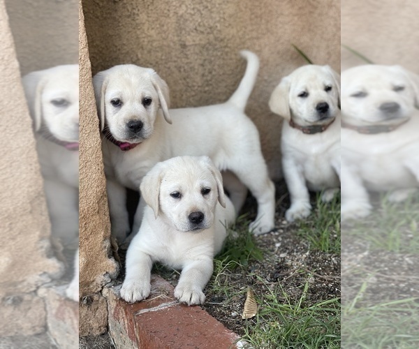 Medium Photo #5 Labrador Retriever Puppy For Sale in MORENO VALLEY, CA, USA