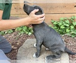 Small Photo #16 Australian Cattle Dog-Labrador Retriever Mix Puppy For Sale in BELLMEAD, TX, USA