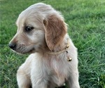 Small Photo #3 Golden Retriever Puppy For Sale in CHINA SPRING, TX, USA