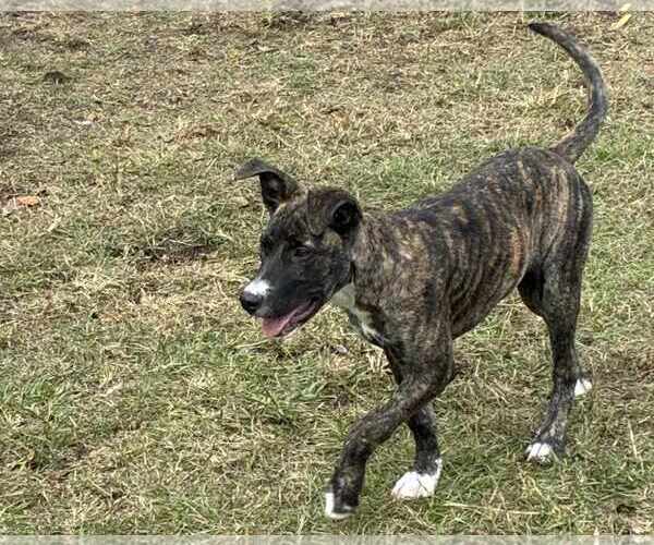 Medium Photo #3 Mountain Cur-Unknown Mix Puppy For Sale in Anniston, AL, USA