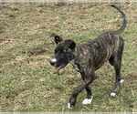 Small #2 Mountain Cur Mix