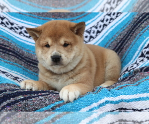 Shiba Inu Puppy for sale in SHILOH, OH, USA