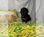 Small Photo #5 Goldendoodle Puppy For Sale in VERO BEACH, FL, USA