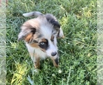Small Photo #1 Australian Shepherd Puppy For Sale in SILVER LAKE, IN, USA