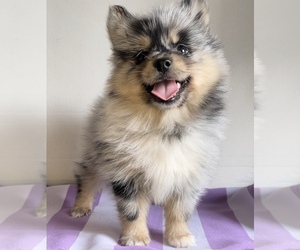 Pomsky Puppy for sale in EDWARDSBURG, MI, USA