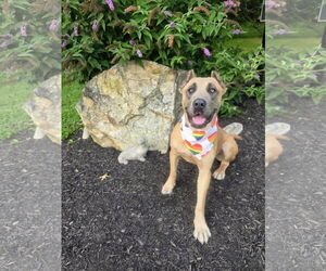 Mastiff-Unknown Mix Dogs for adoption in Rockaway, NJ, USA