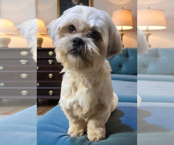 Medium Photo #4 Shih Apso Puppy For Sale in Alexander, AR, USA