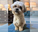 Small #3 Shih Apso