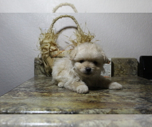 Pomeranian-Poodle (Toy) Mix Puppy for sale in EVART, MI, USA