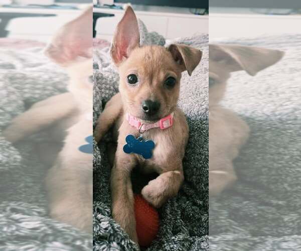 Medium Photo #2 Chihuahua-Unknown Mix Puppy For Sale in Plainfield, IL, USA