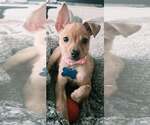 Small #1 Chihuahua Mix