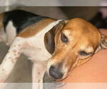 Small #3 Beagle
