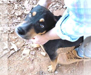 Batman - Male - Mix Dog for Adoption - Photo #2
