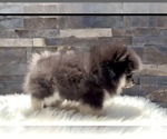 Small #11 Pomeranian