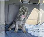 Small #2 Poodle (Miniature)
