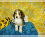 Small Photo #85 Bernedoodle-Poodle (Toy) Mix Puppy For Sale in BLACK FOREST, CO, USA