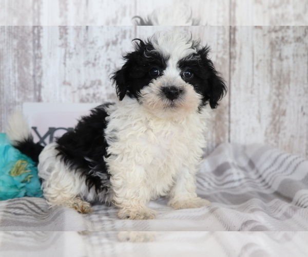 Medium Photo #2 Havanese Puppy For Sale in SHILOH, OH, USA