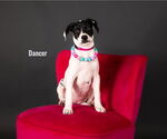 Small #10 American Pit Bull Terrier-Pointer Mix